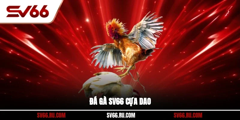 Đá gà SV66 cựa dao